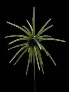 Black Label Ofo 21Mm Soft Tpe Fishing Bait – Ultra-Realistic, Flexible Lure For Freshwater Angling 6
