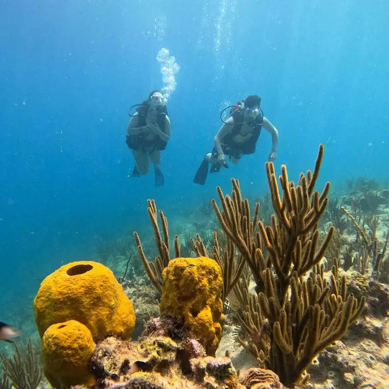 San Andrés Scuba Diving Excursion: Coral Reefs And Marine Life Exploration 1